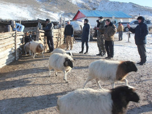 Мал, тэжээвэр амьтдын тооллого энэ сарын 7-нд эхэлнэ